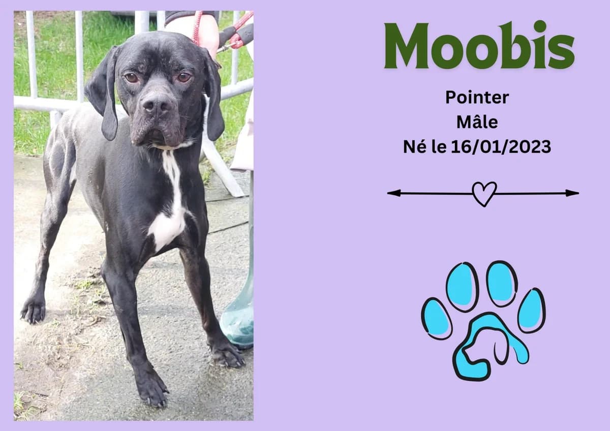 Moobis, male 3yo Pointer for adoption at Refuge Edile Lacroix de Maubeuge, refuge edile lacroix