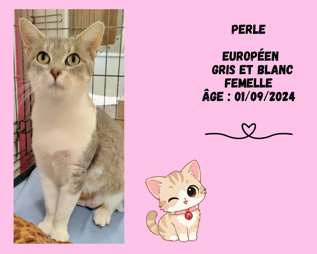 Perle, female young European Shorthair for adoption at Refuge Edile Lacroix de Maubeuge, refuge edile lacroix