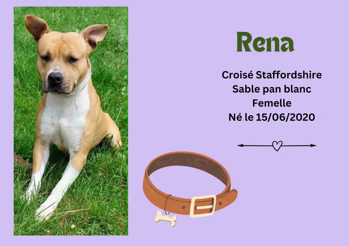 Rena, female 6yo Staffordshire Bull Terrier for adoption at Refuge Edile Lacroix de Maubeuge, refuge edile lacroix