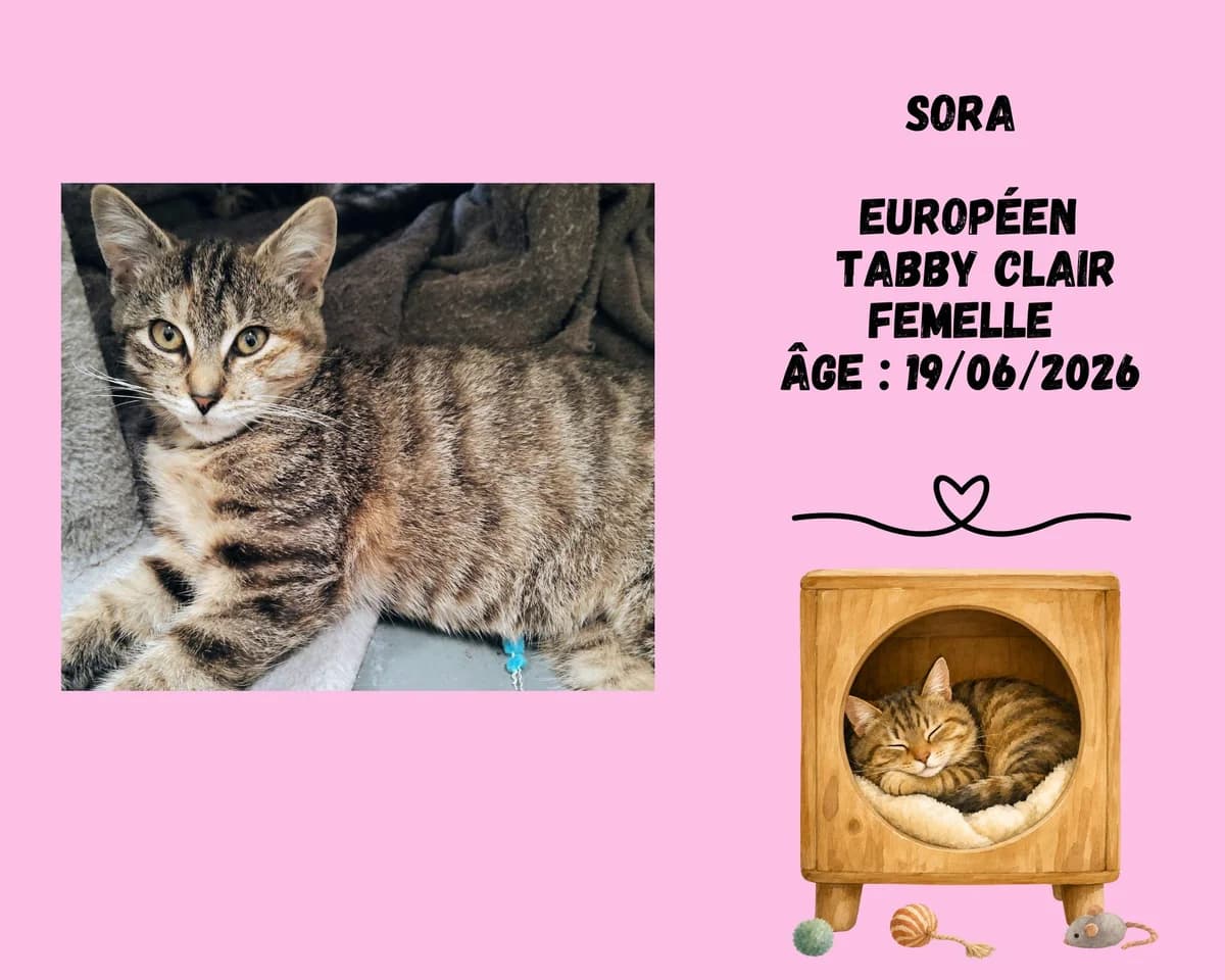 Sora, female puppy European Shorthair for adoption at Refuge Edile Lacroix de Maubeuge, refuge edile lacroix