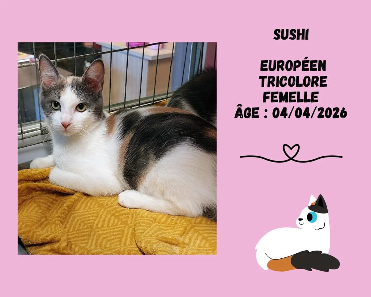 Sushi, female puppy European Shorthair for adoption at Refuge Edile Lacroix de Maubeuge, refuge edile lacroix