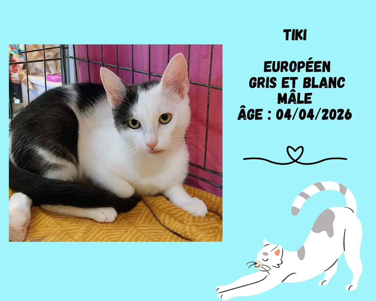 Tiki, male puppy European Shorthair for adoption at Refuge Edile Lacroix de Maubeuge, refuge edile lacroix