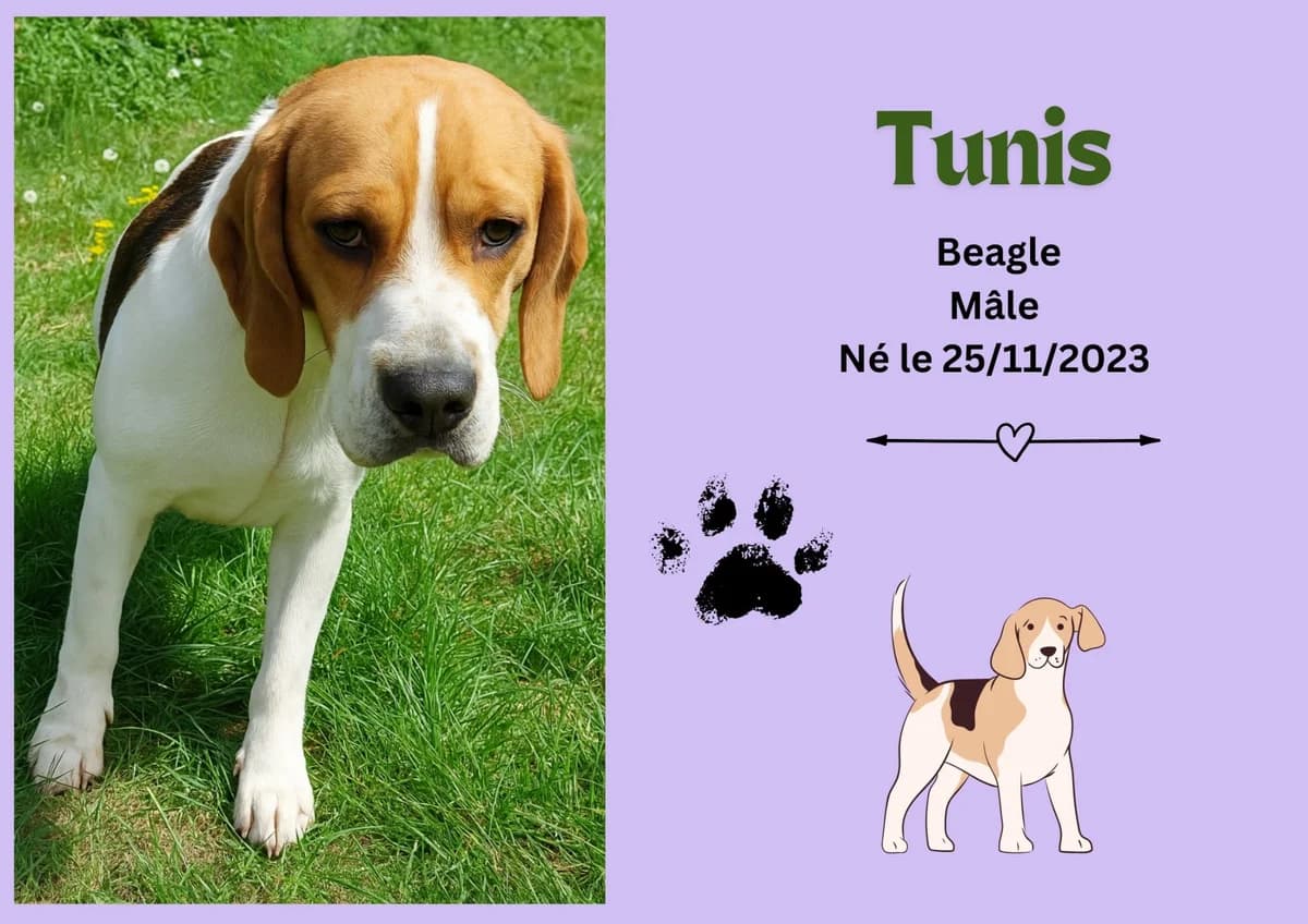 Tunis, male young Beagle for adoption at Refuge Edile Lacroix de Maubeuge, refuge edile lacroix