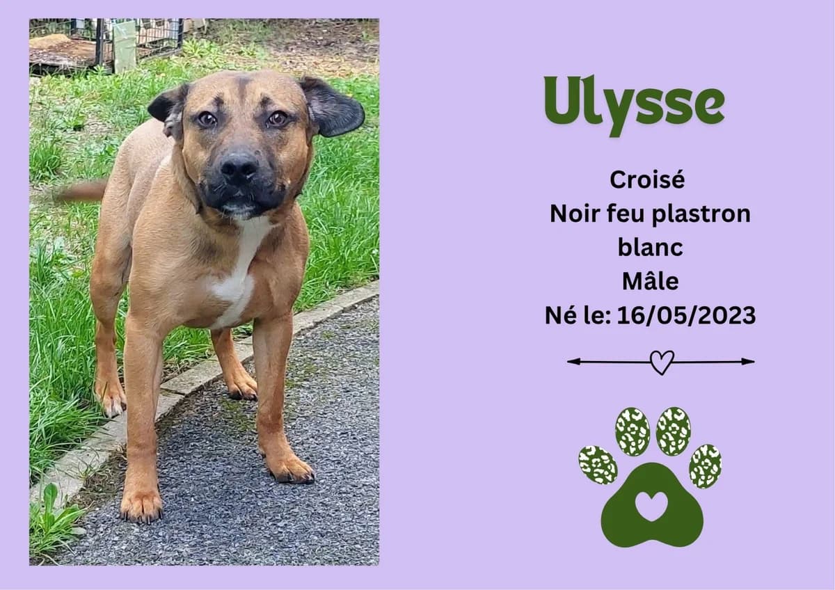 Ulysse, male 3yo Mixed Breed for adoption at Refuge Edile Lacroix de Maubeuge, refuge edile lacroix