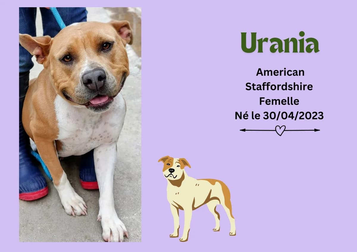 Urania, female 3yo American Staffordshire Terrier for adoption at Refuge Edile Lacroix de Maubeuge, refuge edile lacroix