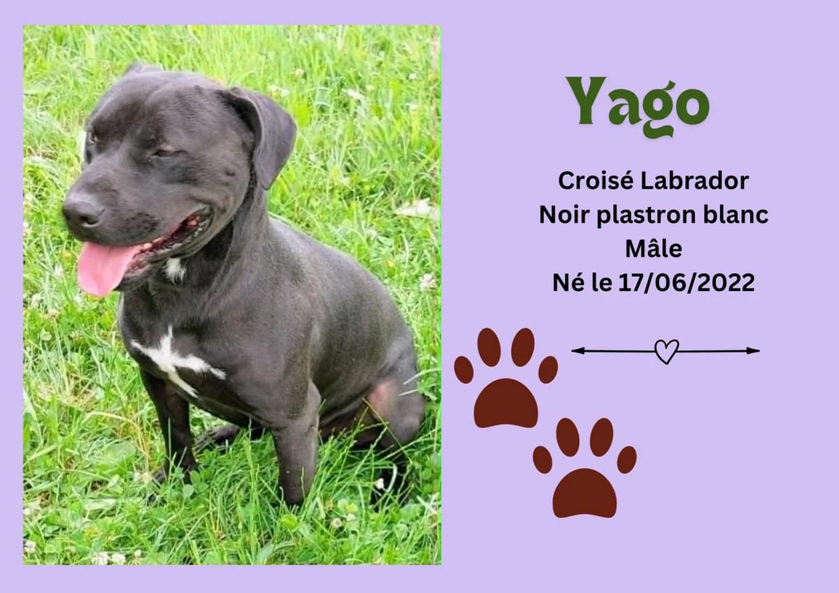 Yago, male 4yo Labrador Retriever for adoption at Refuge Edile Lacroix de Maubeuge, refuge edile lacroix