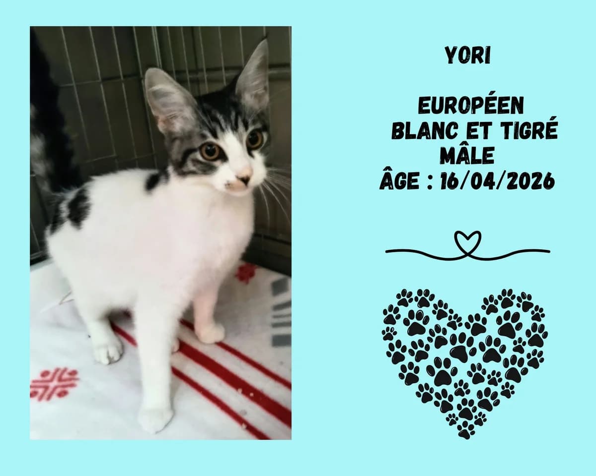 Yori, male puppy European Shorthair for adoption at Refuge Edile Lacroix de Maubeuge, refuge edile lacroix