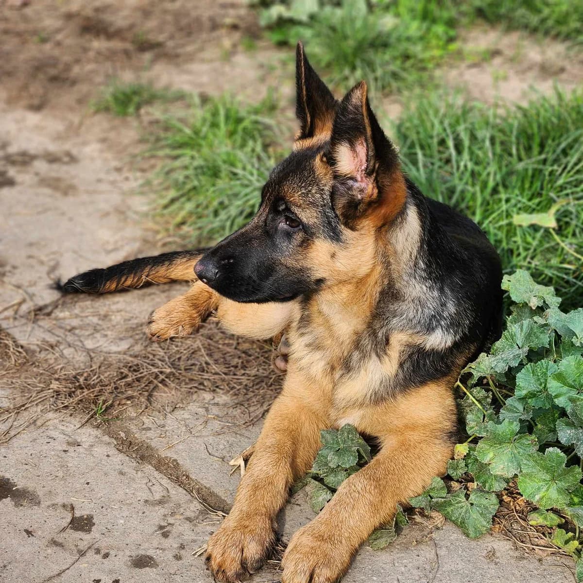 BA, female Mixed Breed for adoption at Refuge Gerbey, Chonas-l'Amballan