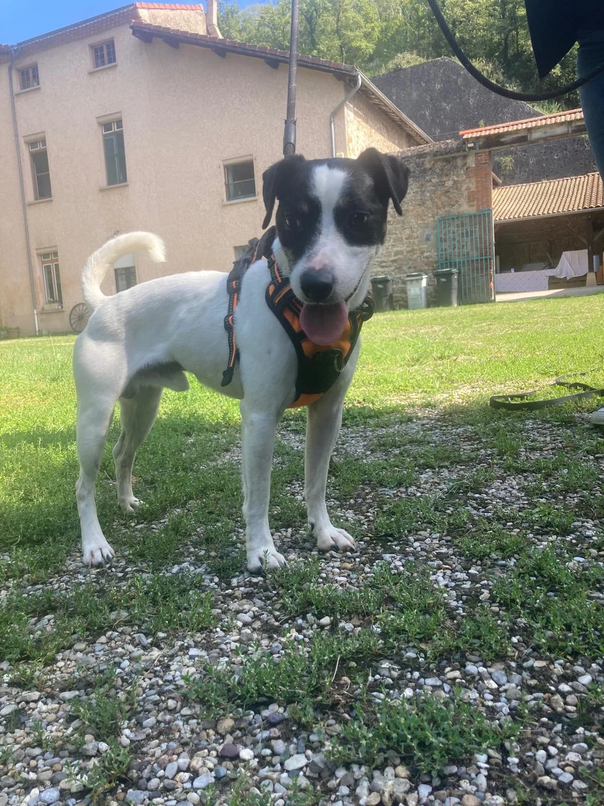 ORION, male Mixed Breed for adoption at Refuge Gerbey, Chonas-l'Amballan
