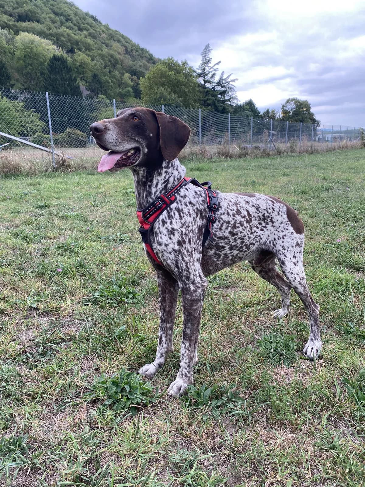 ROYCE, male Mixed Breed for adoption at Refuge Gerbey, Chonas-l'Amballan