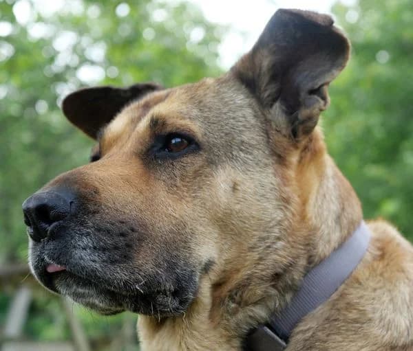 Tula x berger allemand marron Né le 05/11/2015, 3yo Mixed Breed for adoption at Refuge L, Monprimblanc