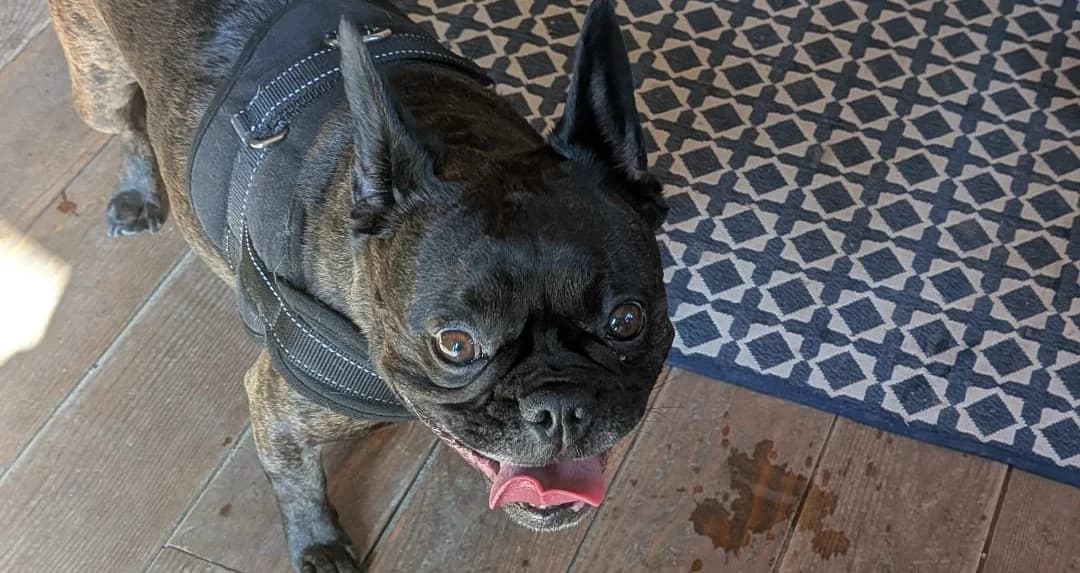 KIRA, femelle, née le 22/05/2021, bouledogue, noire bringée, 5yo Mixed Breed for adoption at Refuge L, Monprimblanc