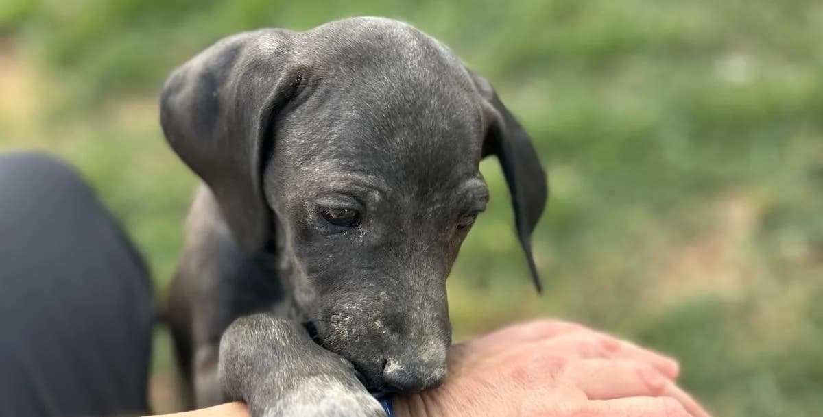RAINBOW, mâle, environ 3 mois et demi, croisé berger, puppy Mixed Breed for adoption at Refuge L, Monprimblanc