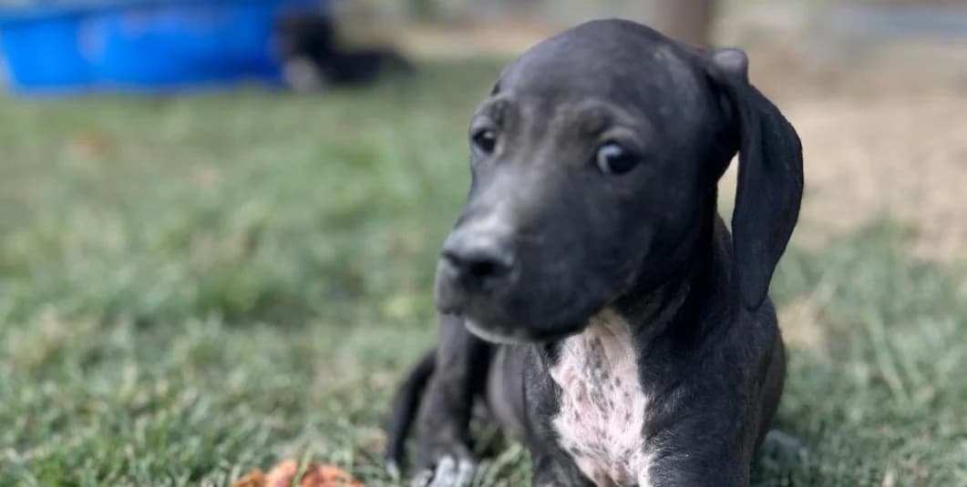 TAÏGA, femelle, environ 3 mois et demi, croisée berger, puppy Mixed Breed for adoption at Refuge L, Monprimblanc