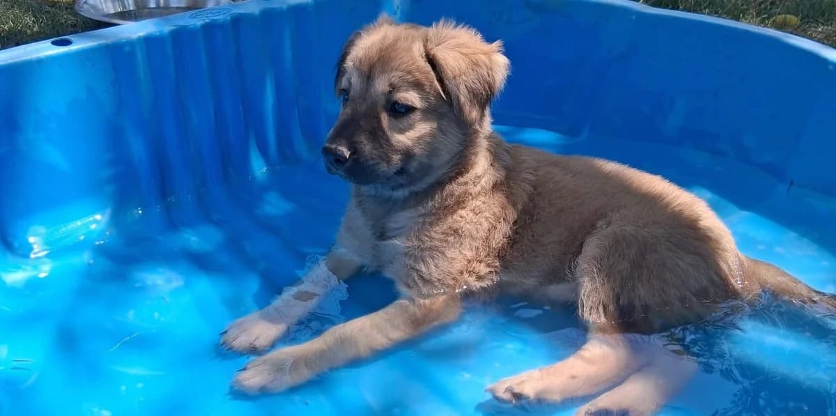 (réservée) BAMBOO, femelle, née le 01/05/2026, croisée berger, fauve et, puppy Mixed Breed for adoption at Refuge L, Monprimblanc