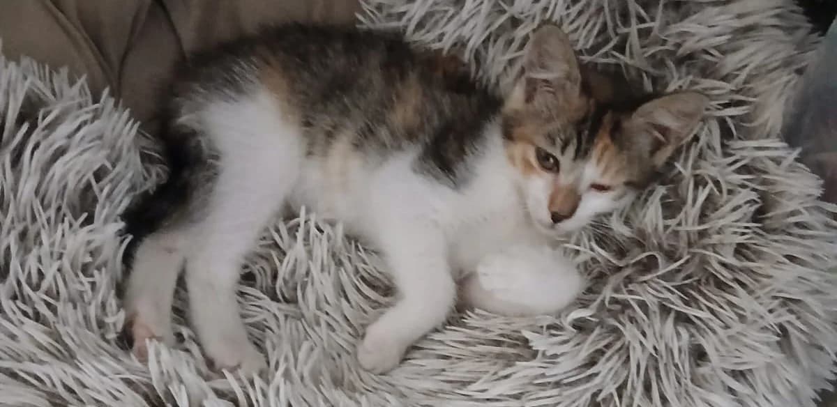(réservée) ABBY (Phoeby), femelle, environ 2 mois, tricolore, Mixed Breed for adoption at Refuge L, Monprimblanc