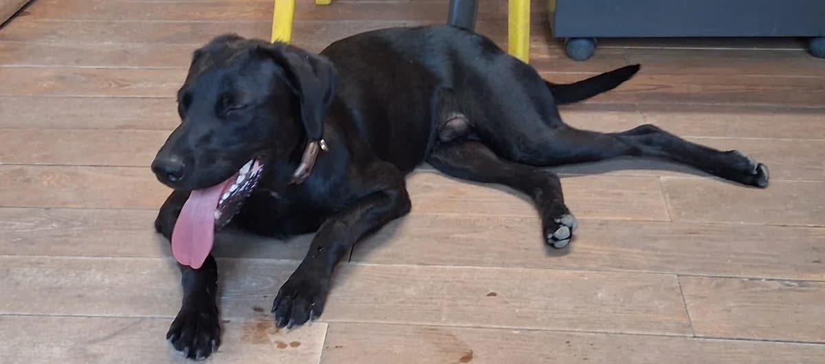 ONYX, mâle, né le 01/11/2025, croisé labrador, puppy Mixed Breed for adoption at Refuge L, Monprimblanc