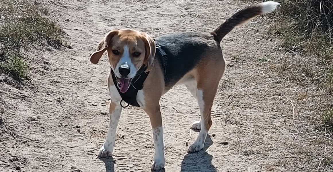 VANDA, femelle, née le 22/07/2024, beagle, tricolore, Mixed Breed for adoption at Refuge L, Monprimblanc