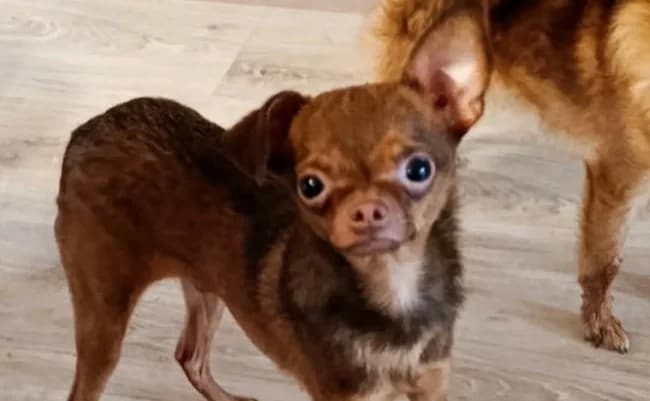 BAGGY, mâle, né le 01/01/2024, chihuahua, marron, Mixed Breed for adoption at Refuge L, Monprimblanc