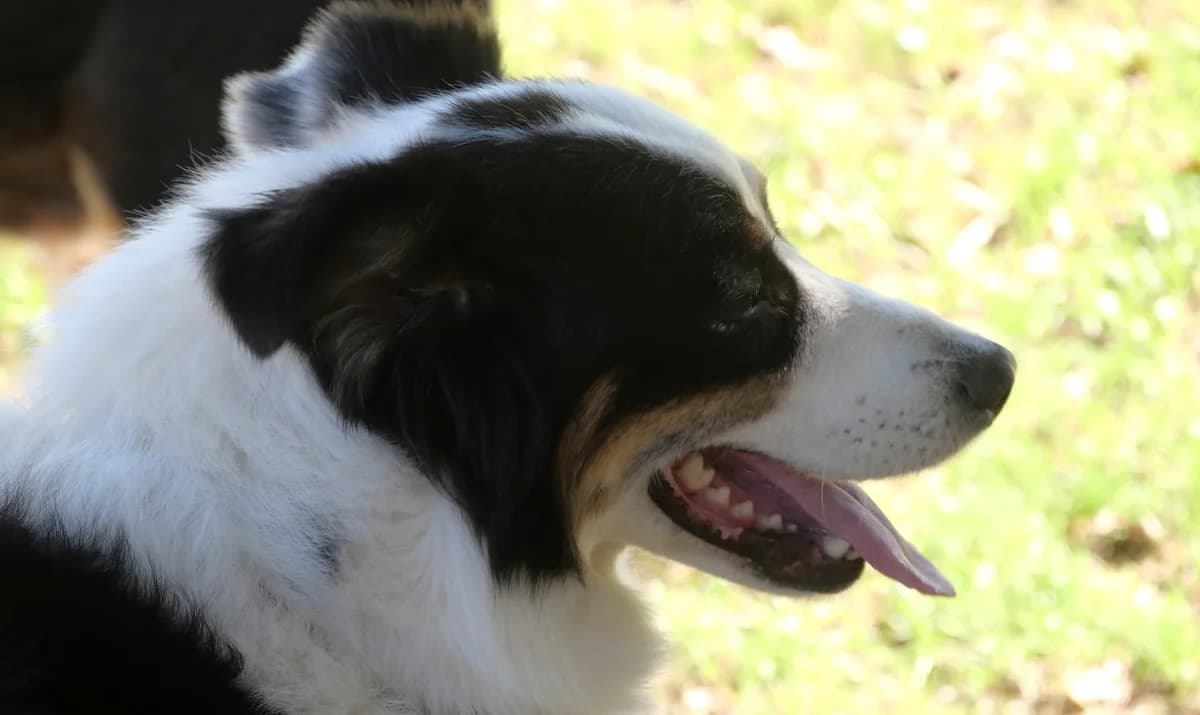 PINTCHO, femelle, née le 02/01/2019, berger australien tricolore, queue longue, Mixed Breed for adoption at Refuge L, Monprimblanc