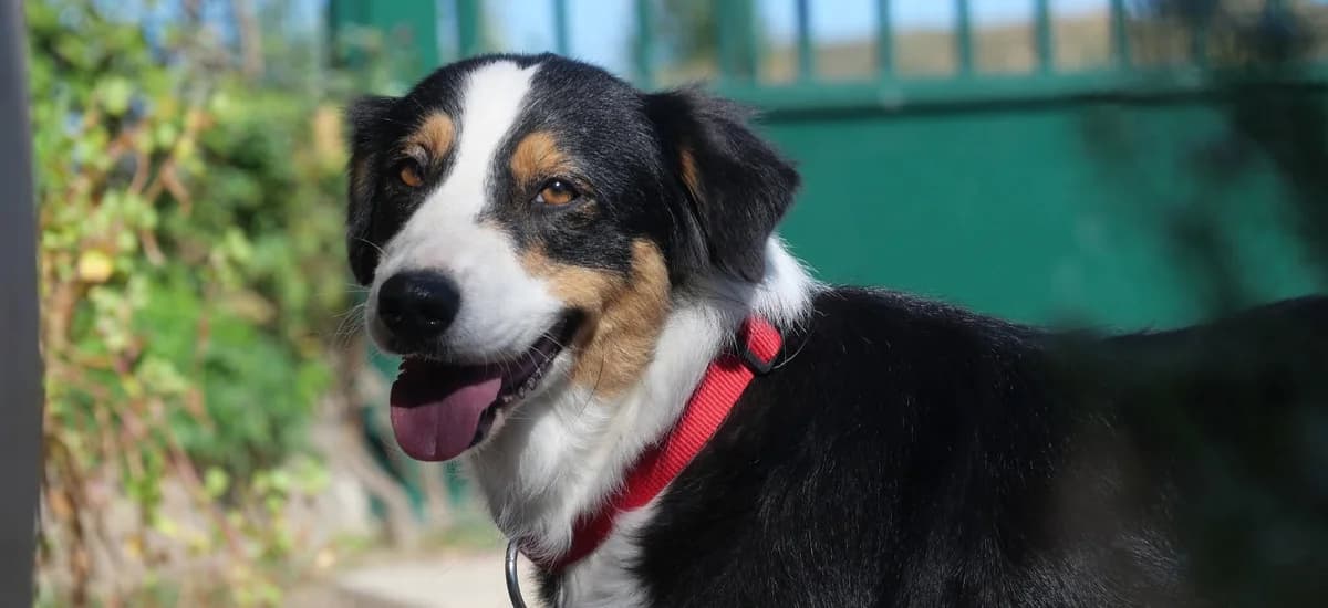 SAMBA, femelle, née le 05/07/2021, berger australien tricolore, queue courte, Mixed Breed for adoption at Refuge L, Monprimblanc