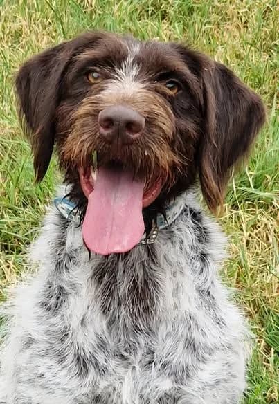 Jaskier, male 3yo Mixed Breed for adoption at Refuge Animalier du Pays de Landerneau