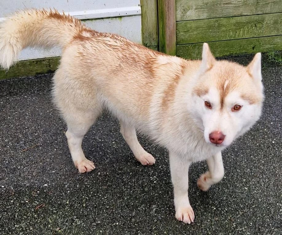 Pooja, female young Mixed Breed for adoption at Refuge Animalier du Pays de Landerneau
