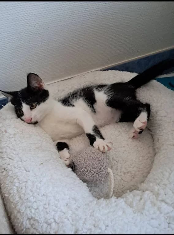 Akela, female Mixed Breed for adoption at Refuge Animalier du Pays de Landerneau