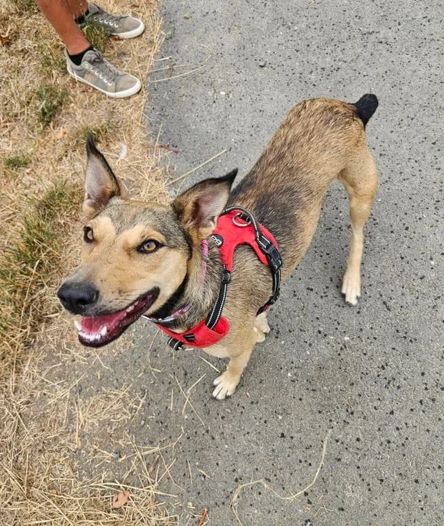 Lily, young Mixed Breed for adoption at Refuge Animalier du Pays de Landerneau