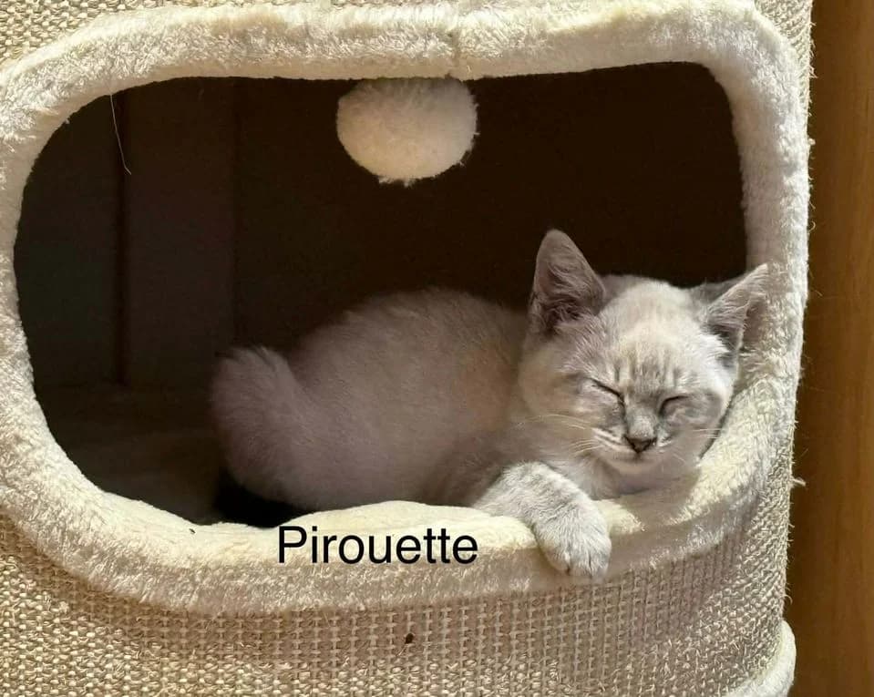 Pirouette, male puppy Mixed Breed for adoption at Refuge Animalier du Pays de Landerneau
