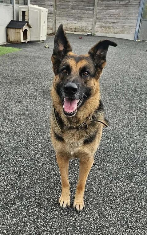 Sam, male 5yo Mixed Breed for adoption at Refuge Animalier du Pays de Landerneau