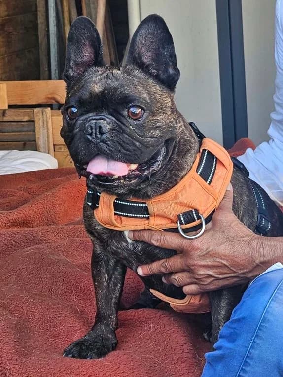 Simon, male 4yo Mixed Breed for adoption at Refuge Animalier du Pays de Landerneau