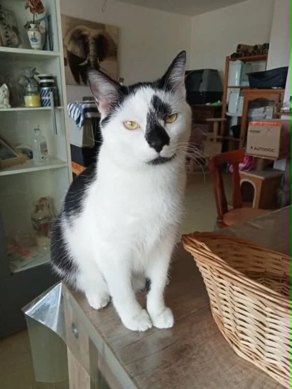 Tim, male young Mixed Breed for adoption at Refuge Animalier du Pays de Landerneau