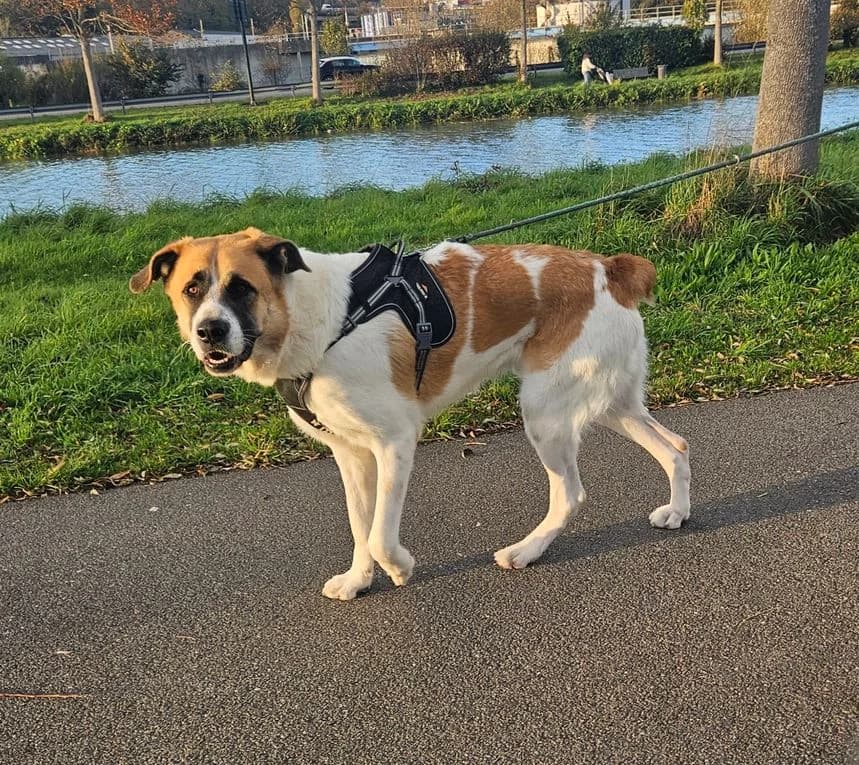 Ozzo, male young Mixed Breed for adoption at Refuge Animalier du Pays de Landerneau
