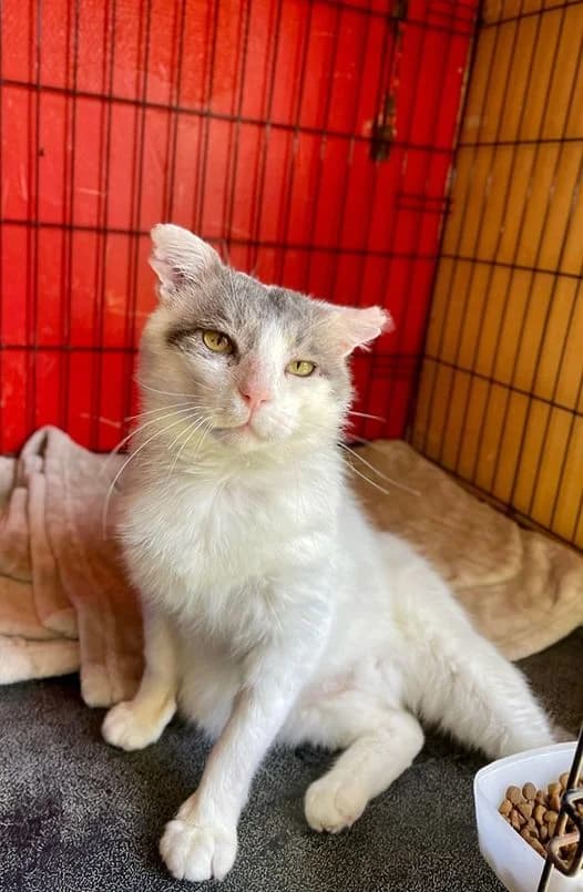FLIPPER, Mixed Breed for adoption at Refuge Le Chat Et La Vie, Louvigny