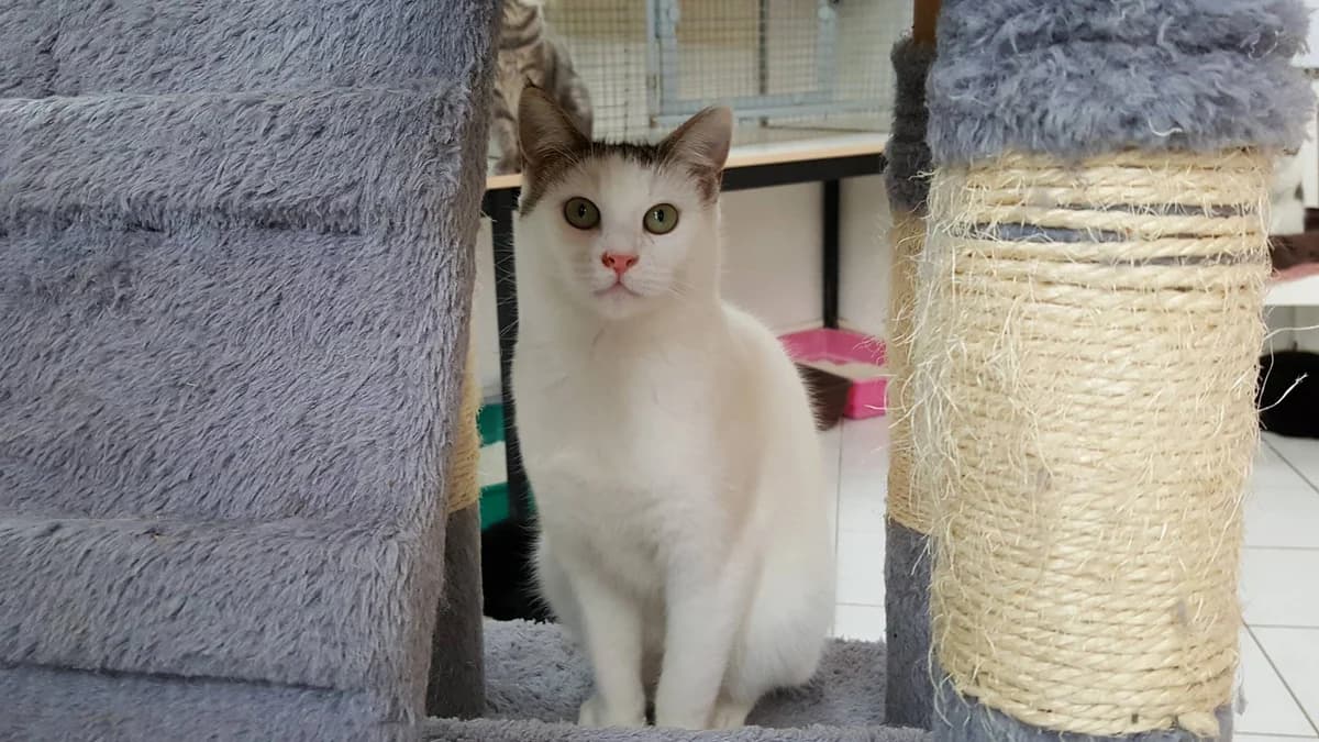 JASPER, Mixed Breed for adoption at Refuge Le Chat Et La Vie, Louvigny