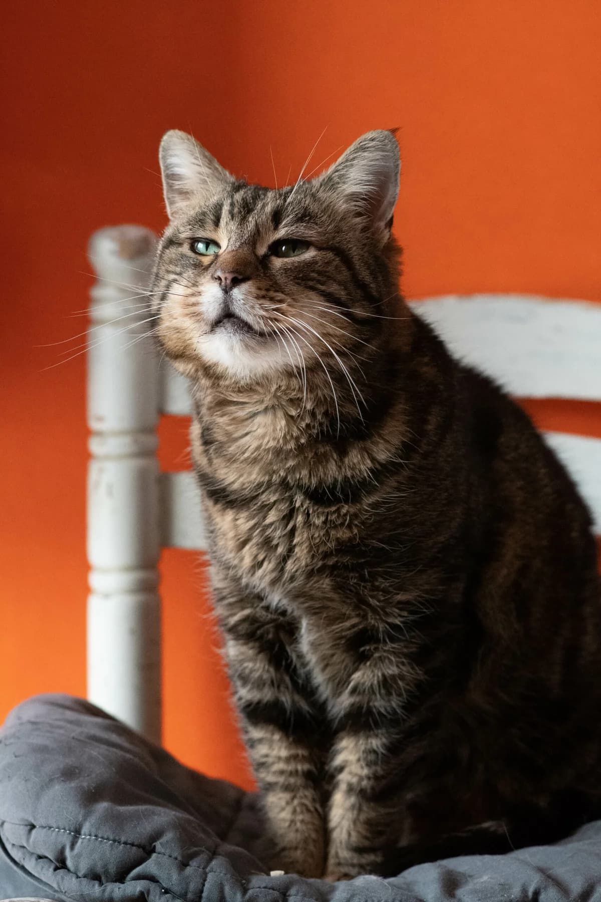 NANIE, 6yo Mixed Breed for adoption at Refuge Le Chat Et La Vie, Louvigny