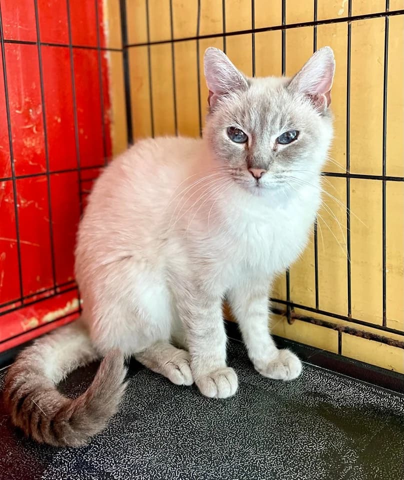 DELICE, puppy Mixed Breed for adoption at Refuge Le Chat Et La Vie, Louvigny