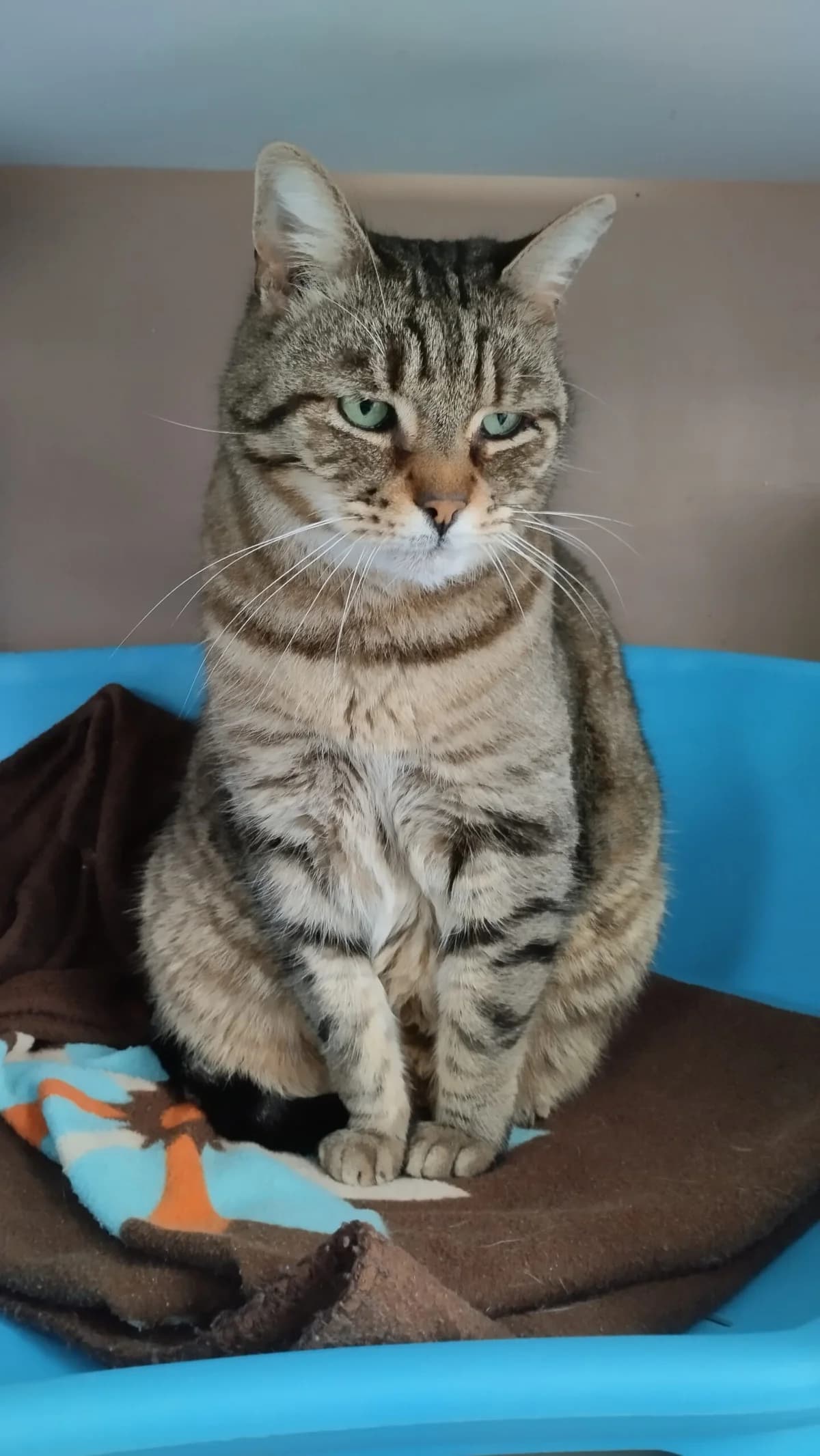 YANKEE, senior Mixed Breed for adoption at Refuge Le Chat Et La Vie, Louvigny
