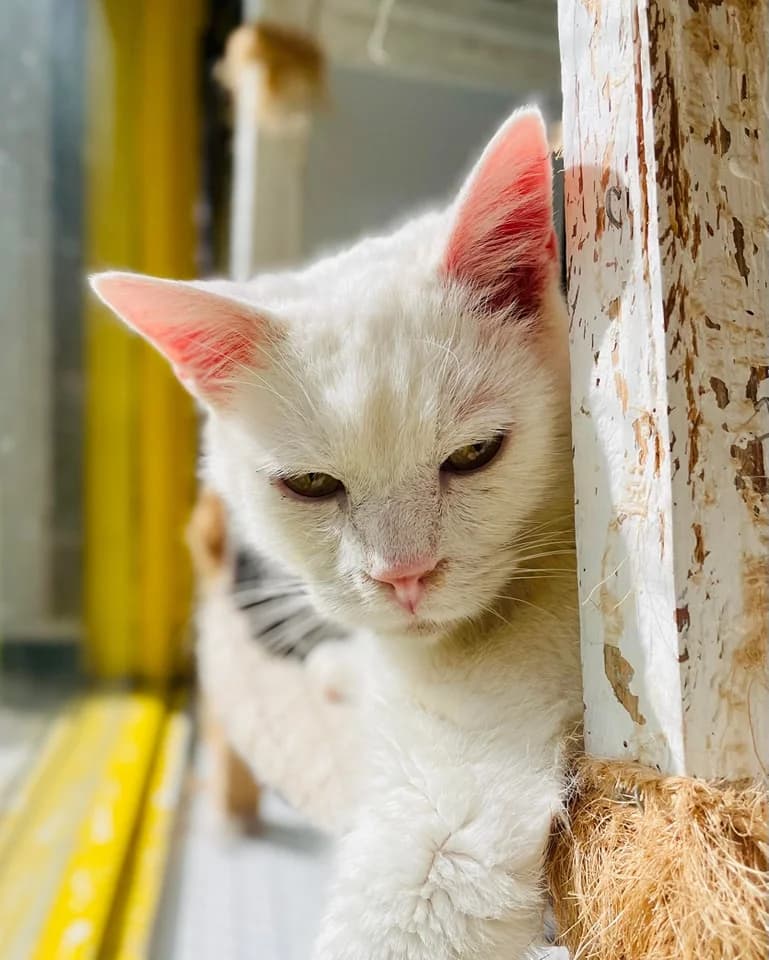 VIKTOR, senior Mixed Breed for adoption at Refuge Le Chat Et La Vie, Louvigny