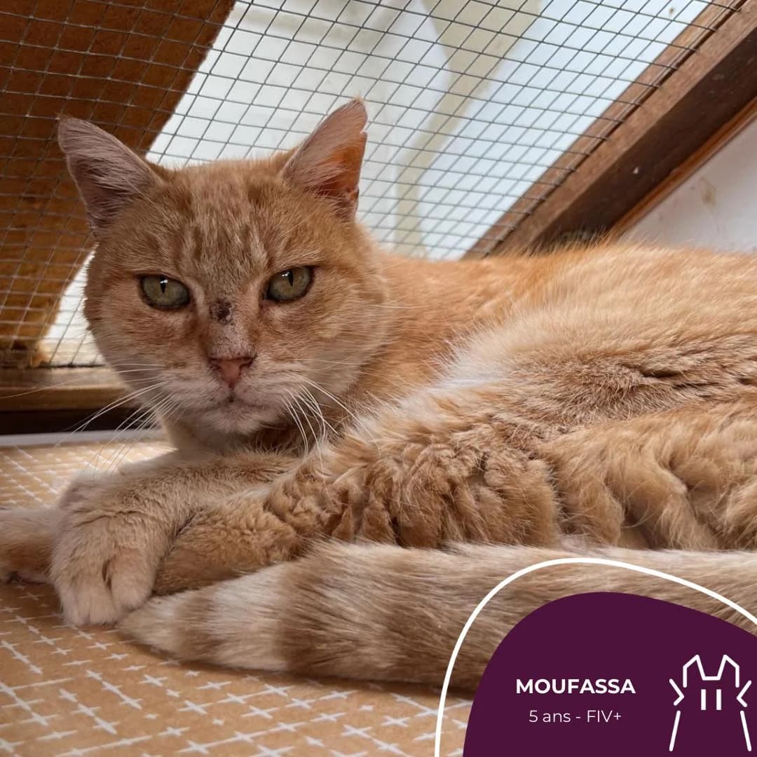 MOUFASSA, Mixed Breed for adoption at Refuge Le Chat Et La Vie, Louvigny