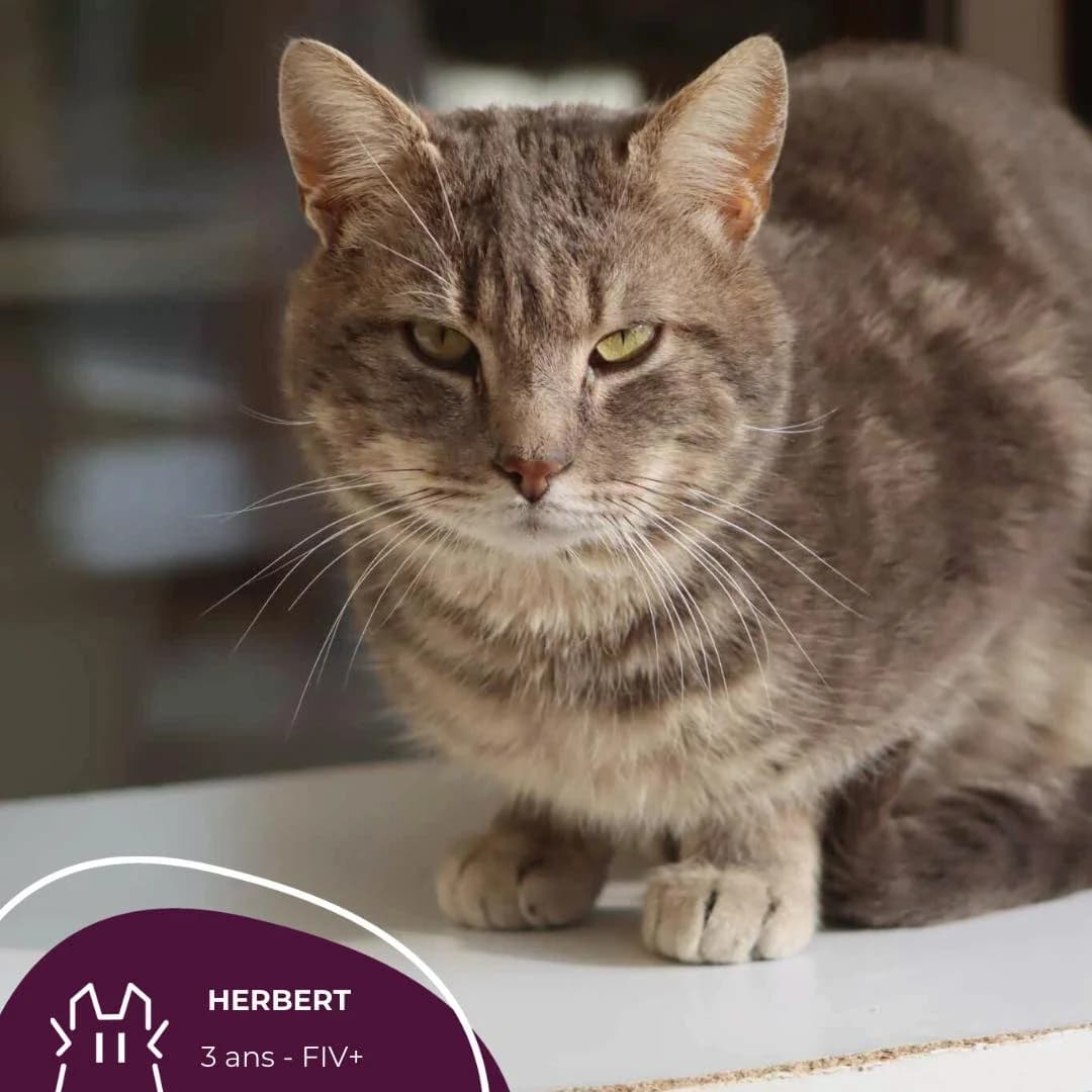 HERBERT, young Mixed Breed for adoption at Refuge Le Chat Et La Vie, Louvigny
