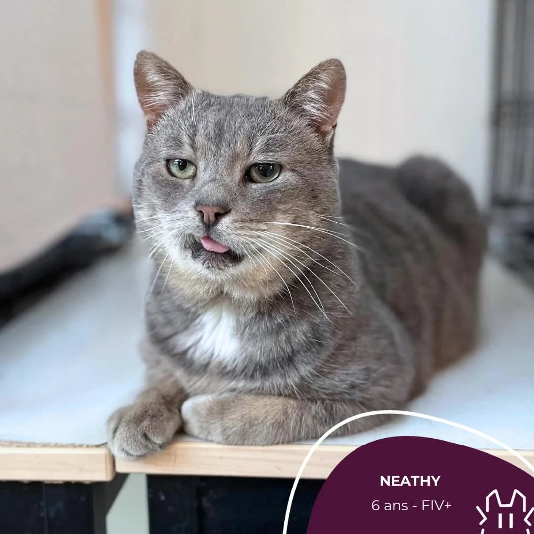 NEATHY, Mixed Breed for adoption at Refuge Le Chat Et La Vie, Louvigny
