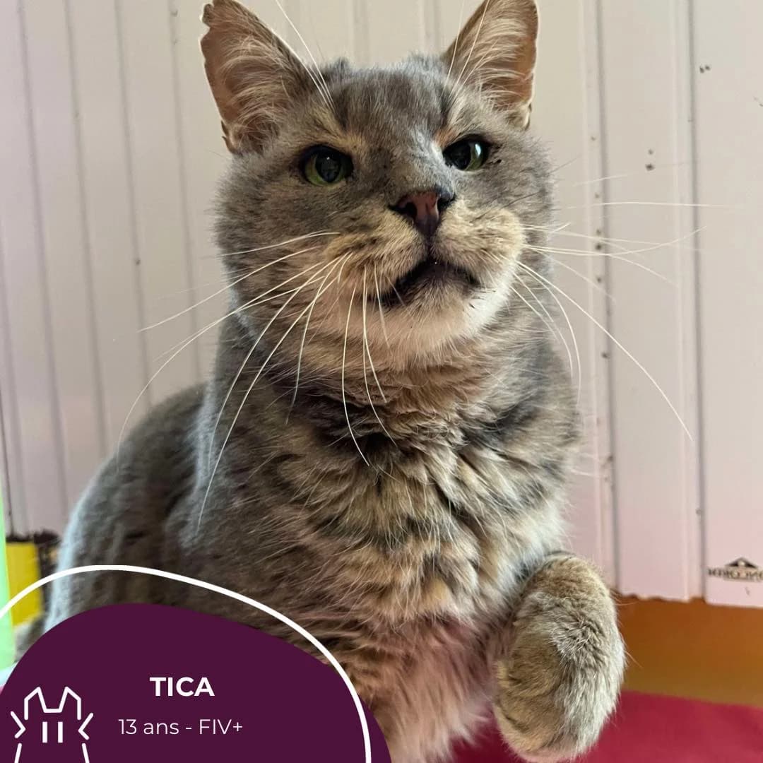 TICA, young Mixed Breed for adoption at Refuge Le Chat Et La Vie, Louvigny