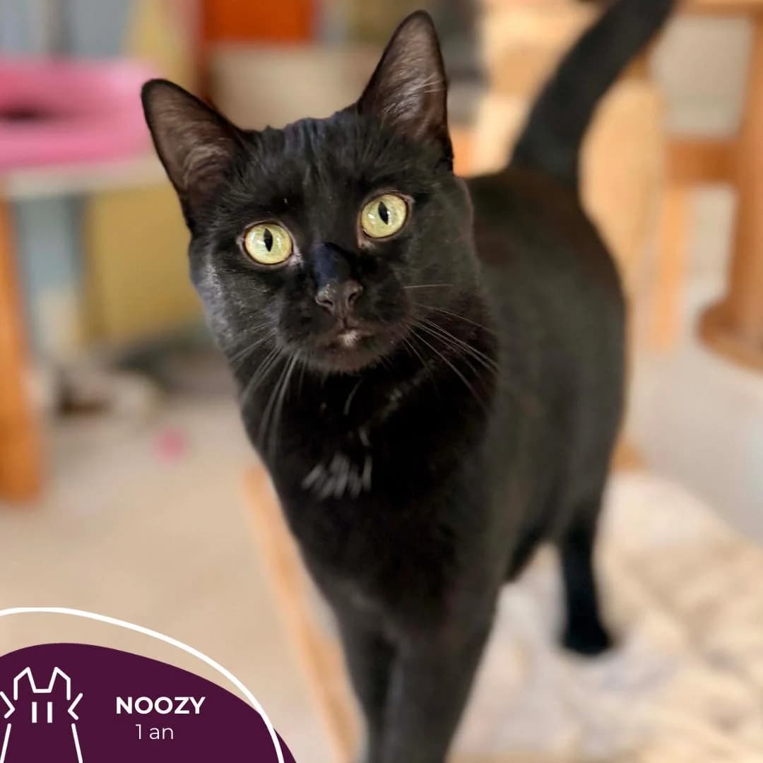 NOOZY, Mixed Breed for adoption at Refuge Le Chat Et La Vie, Louvigny