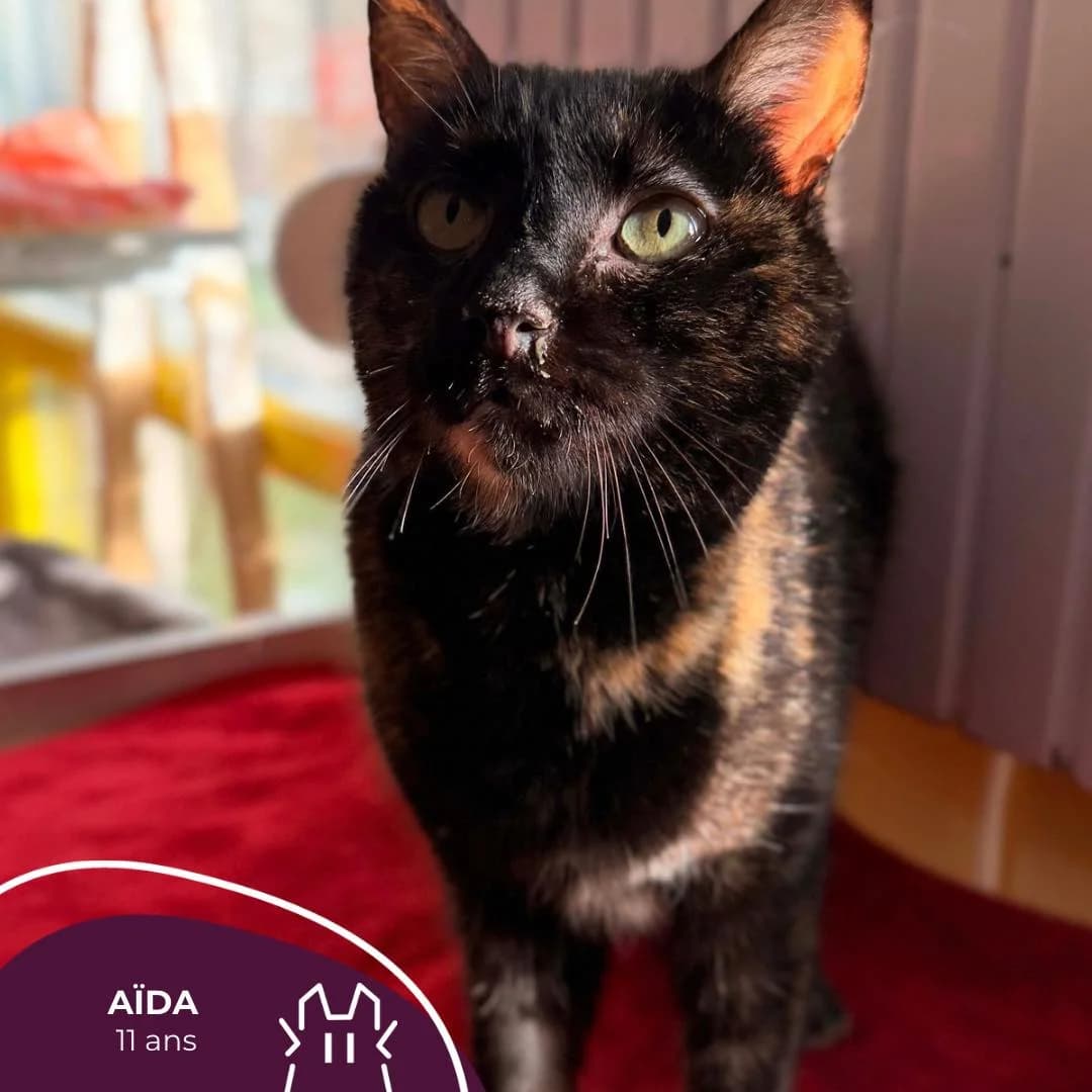 AÏDA, senior Mixed Breed for adoption at Refuge Le Chat Et La Vie, Louvigny