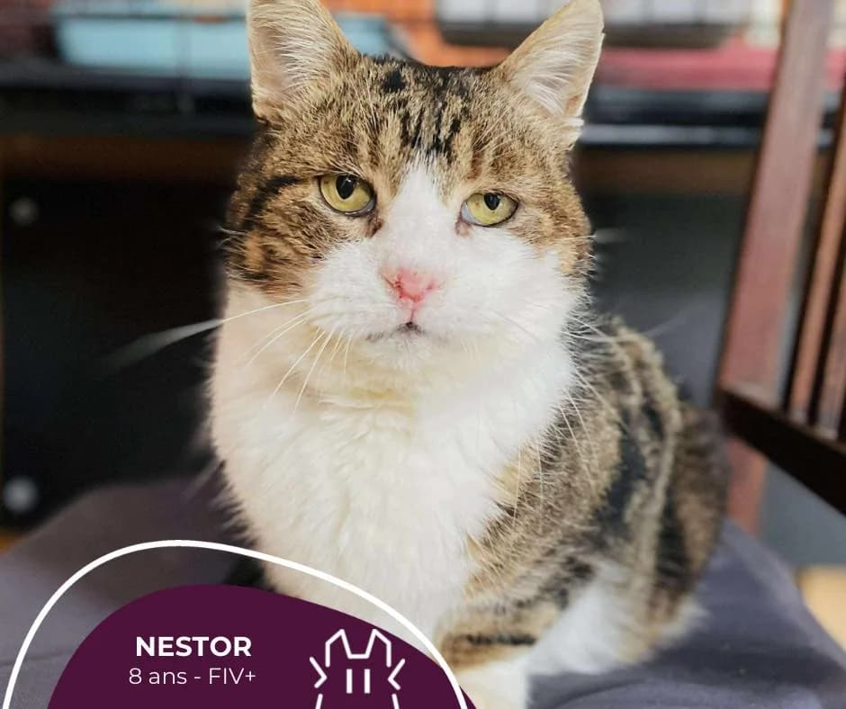 NESTOR, Mixed Breed for adoption at Refuge Le Chat Et La Vie, Louvigny