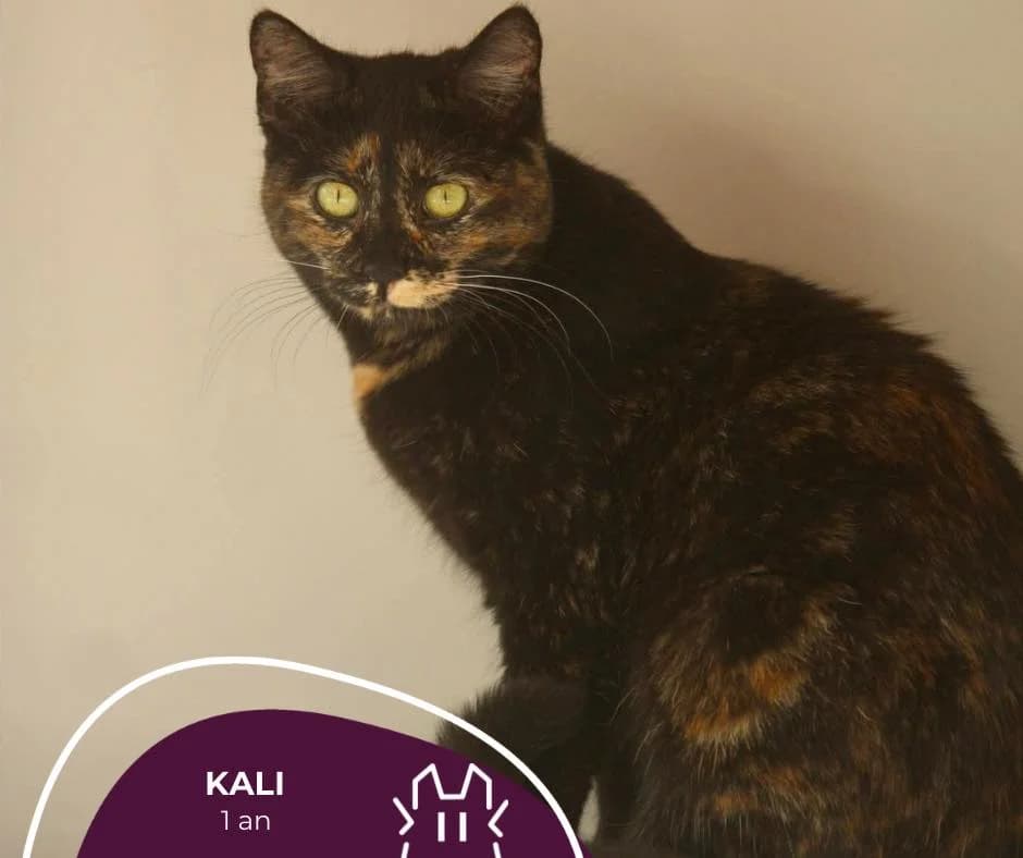 KALI, Mixed Breed for adoption at Refuge Le Chat Et La Vie, Louvigny