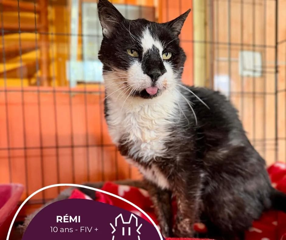 RÉMI, puppy Mixed Breed for adoption at Refuge Le Chat Et La Vie, Louvigny