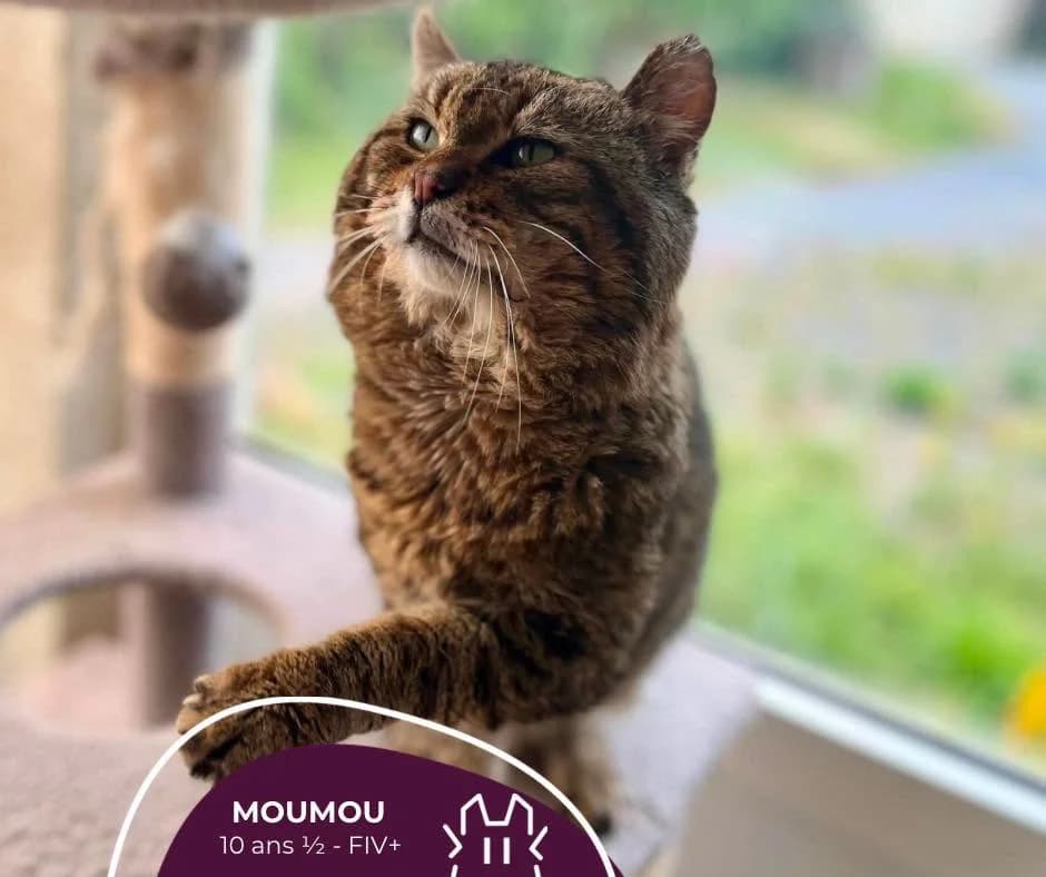 MOUMOU, Mixed Breed for adoption at Refuge Le Chat Et La Vie, Louvigny